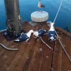 Seagull Steals a Meal