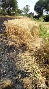 ट्रांसफार्मर से निकली चिंगारी से गेहूं की फसल जली