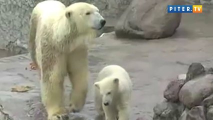 レニングラード動物園のロモノーソフの屋外登場3(May05_2012)