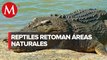 Sin gente, cocodrilos 'aprovechan' para volver a playas de Oaxaca