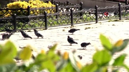 Sokağa çıkma yasağının sona ermesiyle İzmir hareketlendi