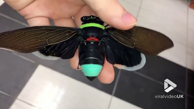 Cet insecte est un cigale géante