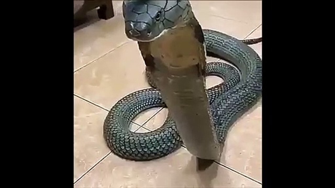 Il a comme animal de compagnie un cobra royal géant impressionnant