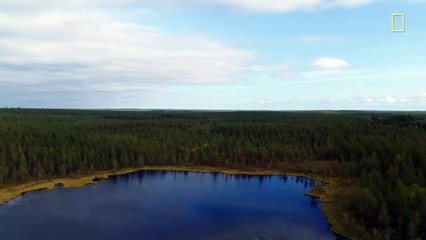 Nat Geo WILD Bears Go it Alone