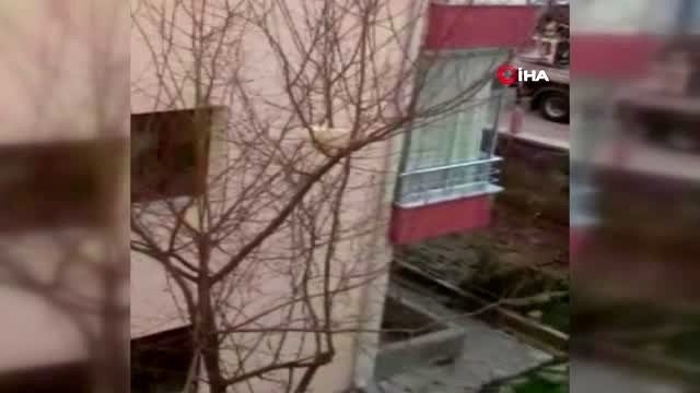 Tebessüm ettiren tavuk kurtarma operasyonu