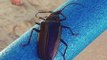 MONSOON BUGS! 8 things you want to know about Palo Verde Beetles - ABC15 Digital