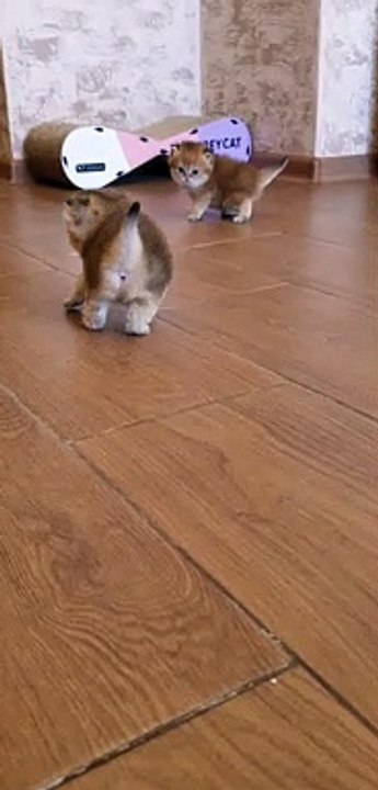 Kittens With Cute Little Tails