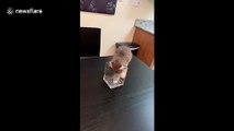 'Dis vase is mine!' Utah kitten tries to fit in a vase but fails