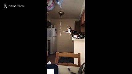 'I got it, no I don't got it!' Kansas cat tries to grab ballon but fails
