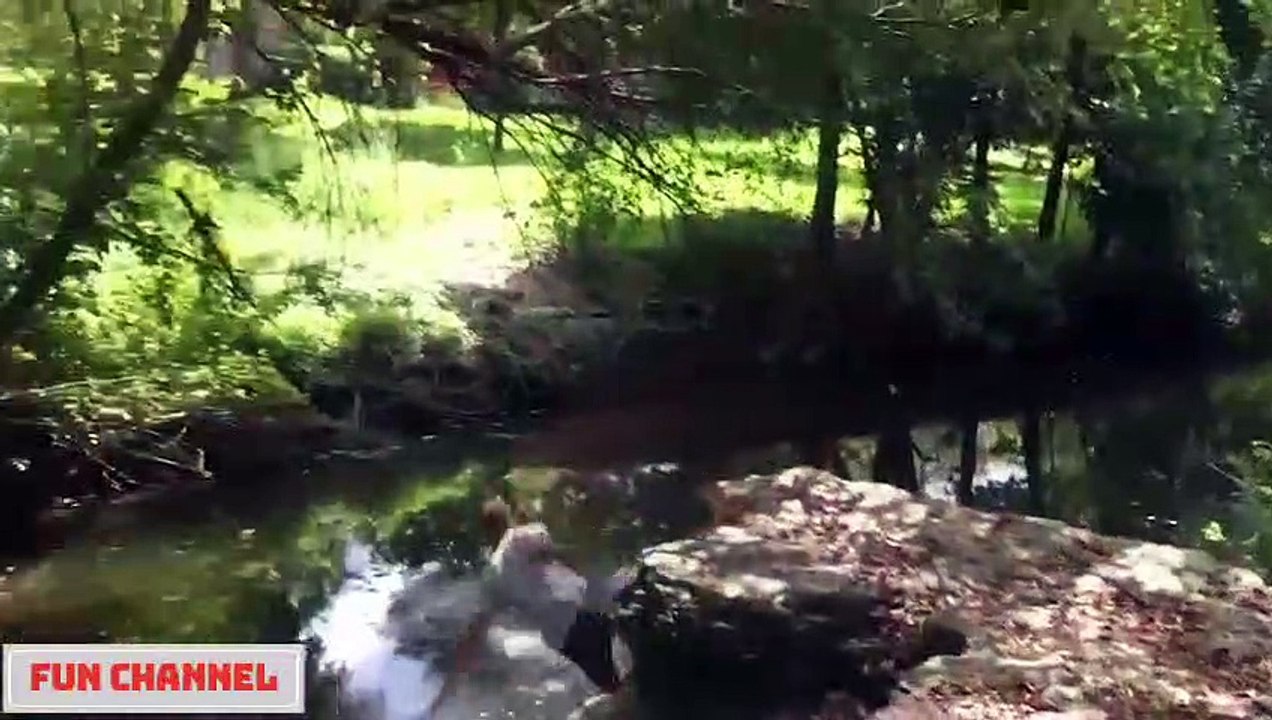 Si Te Ries Pierdes Videos De Risa 2020 nuevos Videos Graciosas Para Reirse Dela Risa #111