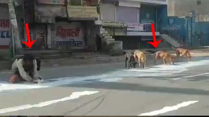 सड़क पर गिरे दूध को बटोरने में जुटा इंसान और जानवर, लॉकडाउन के बीच आगरा से सामने आया VIDEO