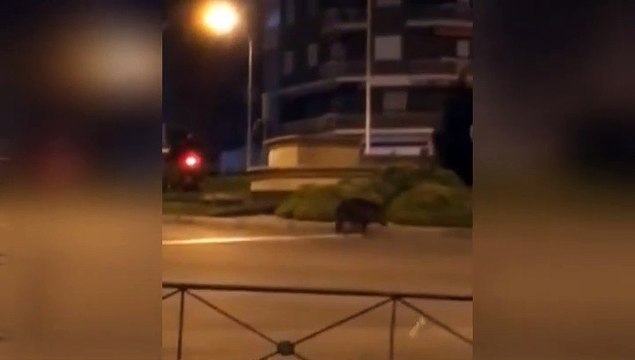 Los animales campan a sus anchas por las calles de las ciudades