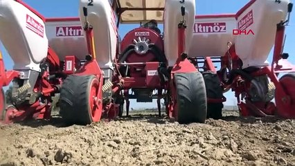 AYDIN 'Beyaz altın' pamuk toprakla buluşuyor