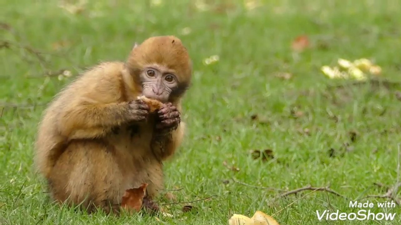 Beautiful animals.Full Hd.