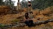Virus imperils Amazon deforestation, Brazil's indigenous tribes