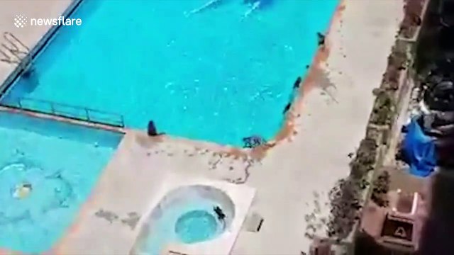 Troop of monkeys invade Mumbai apartment complex to throw 'pool party' during lockdown