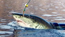 Il fait une incroyable découverte sur une de ses photos de grand requin blanc