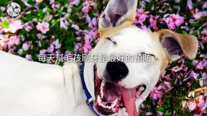 petsmao.nownews-copy3-20200414-17:32