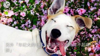 petsmao.nownews-copy4-20200414-17:36