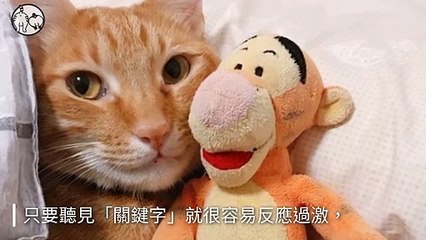 petsmao.nownews-copy3-20200414-17:36