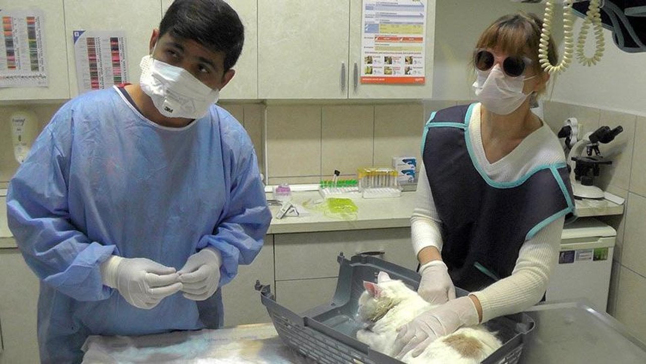 Avustralya’dan gelen kedi, havalı silahla vuruldu