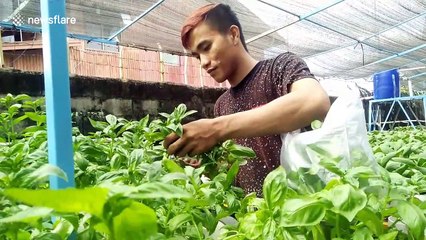 Indonesia's coronavirus outbreak grows interest in gardening