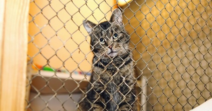 Coronavirus : les déplacements pour adopter des animaux seront désormais autorisés