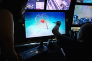 Descubren 30 nuevas especies submarinas en Australia