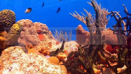 adgeek_teepr_curation_mobile_bottom-copy2-20200414-18:58