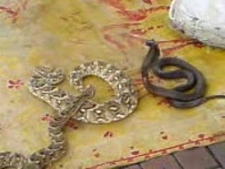 Jame3 el fna day light marrakech 2008