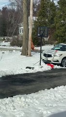 T-Rex Takes the Dogs for a Walk