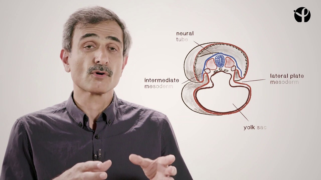 FUN-MOOC : Advances in Stem Cell Biology