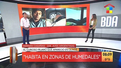 Aprareció una extraña ave en Olivos