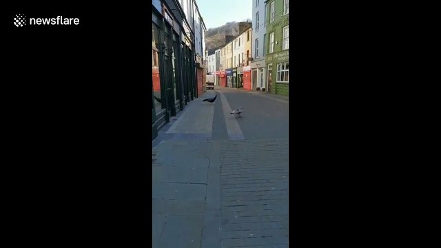 Peacocks have reclaimed the streets of Wales during coronavirus lockdown