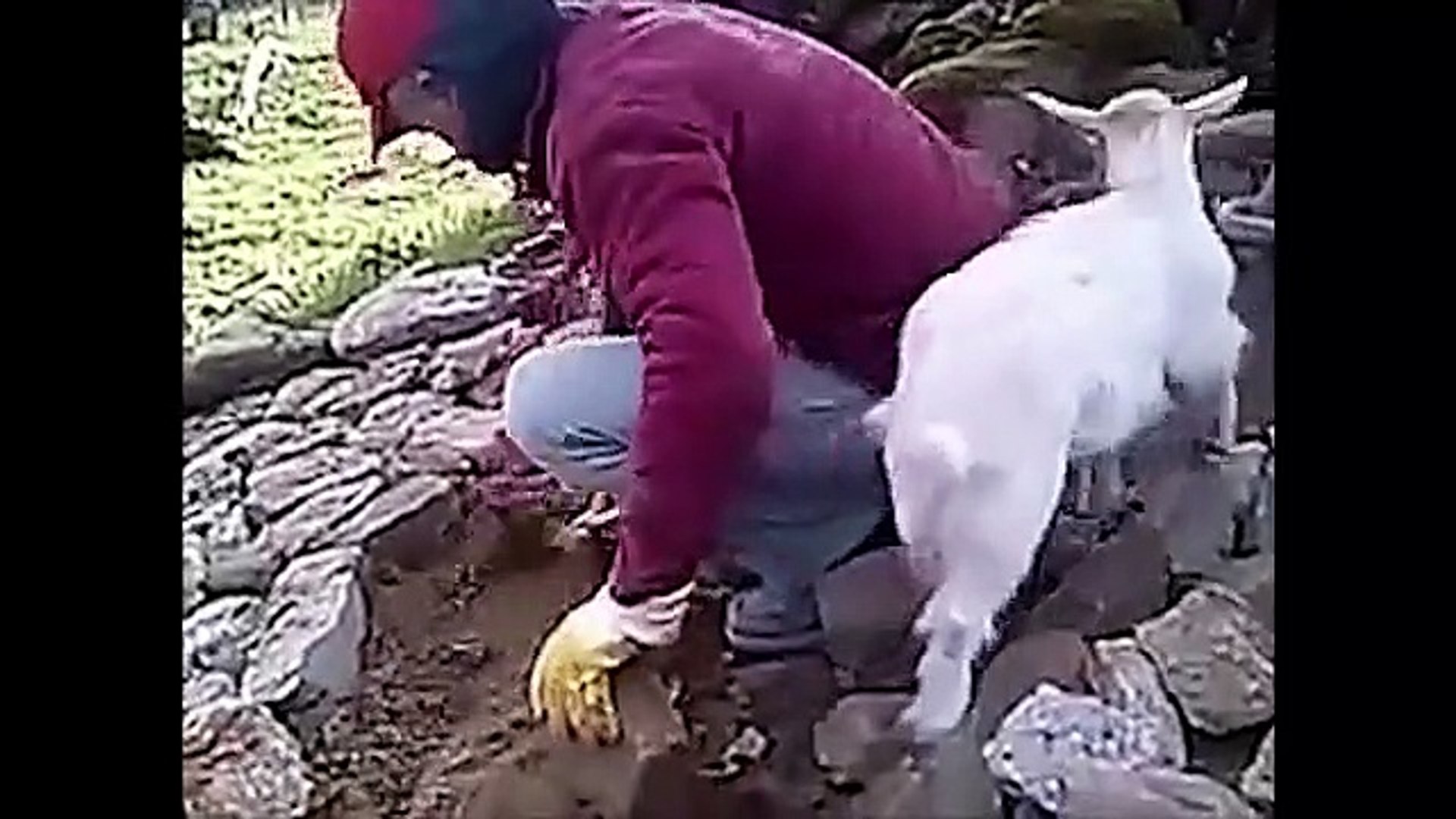 ⁣Funny Animals ! Cute animals
