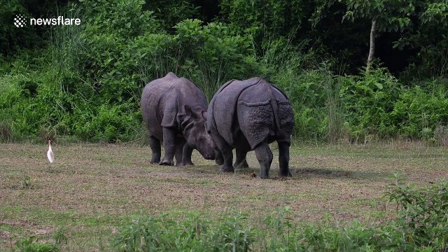 In search of love: Rhino playfully teases would-be mate in Nepal