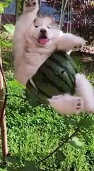 Cucciolo carina !  Animali divertenti