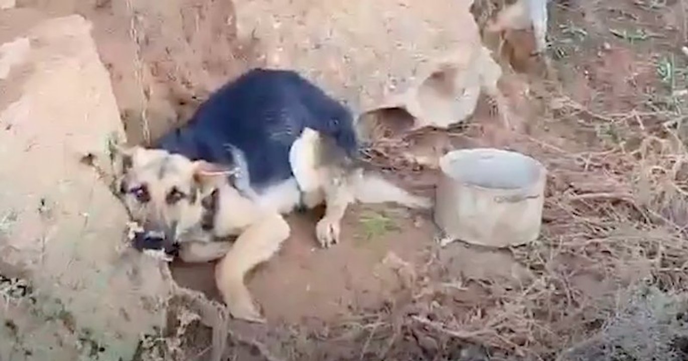 Victime de maltraitance, ce berger allemand a été sauvé par un directeur de refuge pour animaux