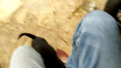 Beagle Puppies munching