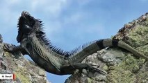This Newly Discovered Iguana Is Stuff Of Nightmares