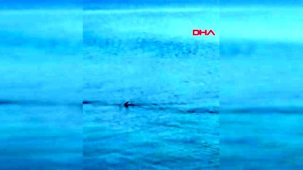 Köpek balığı sanılan zargana azmanları, Bodrum'da tartışma konusu oldu