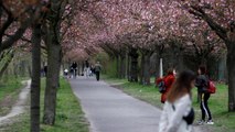 La avenida más larga de cerezos en flor en Berlín