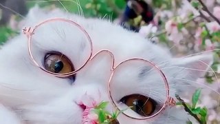 Cute baby animals Videos Compilation cutest moment of the animals - Cutest Puppies and Cats