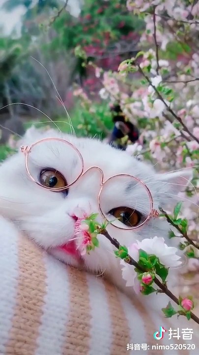 Cute baby animals Videos Compilation cutest moment of the animals - Cutest Puppies and Cats