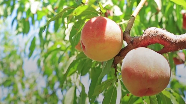 How to Freeze Peaches the Best Way