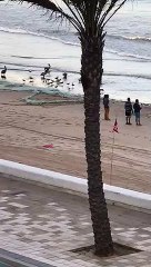 ¿Milagro divino? 'Aparecen' varios kilos de pescado en playa de Mazatlán