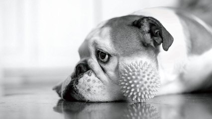 Why It's Important for Your Dog To Play