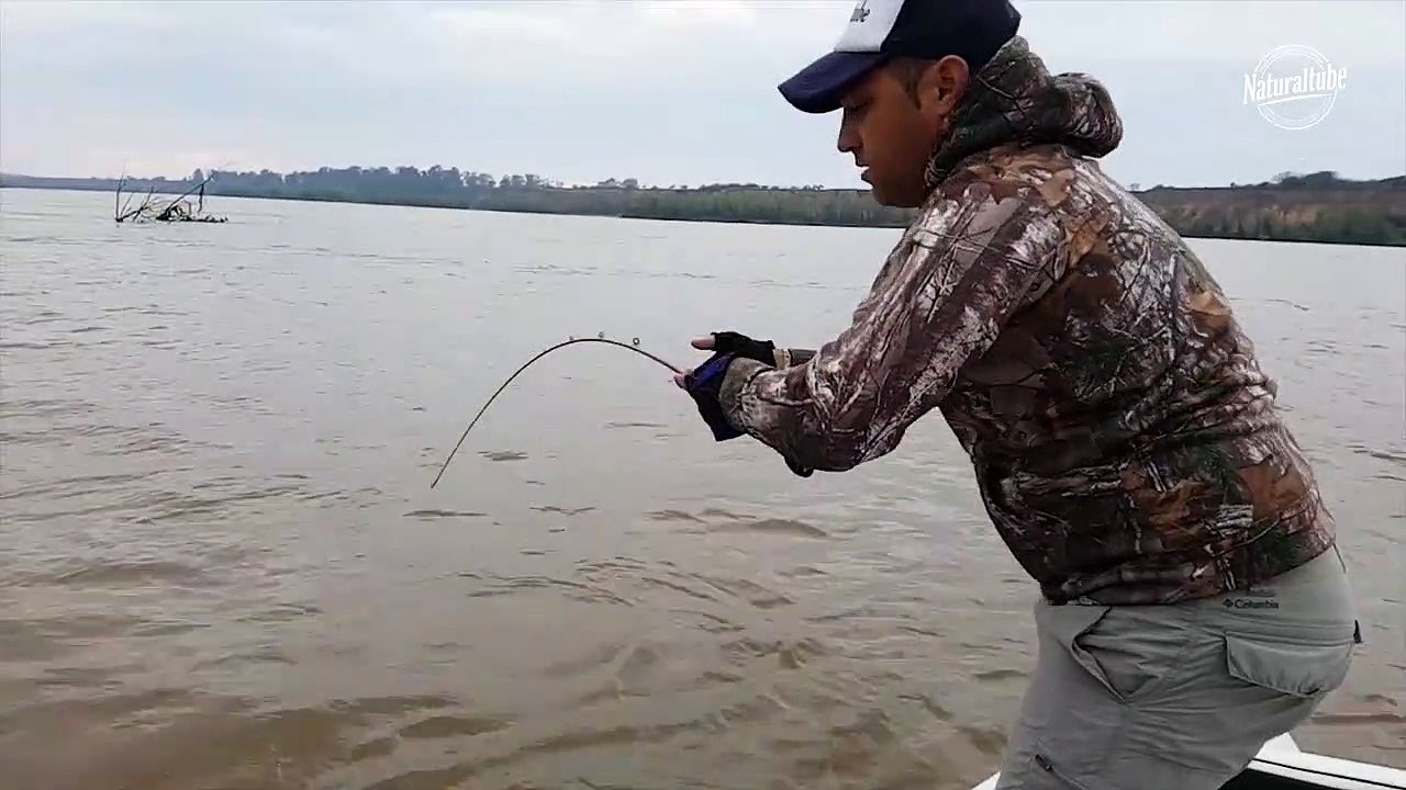 Dorado salta , se suelta y se vuelve a enganchar