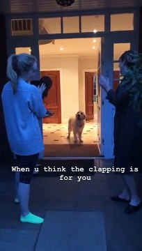 Ce chien pense que les applaudissements de 20h sont pour lui