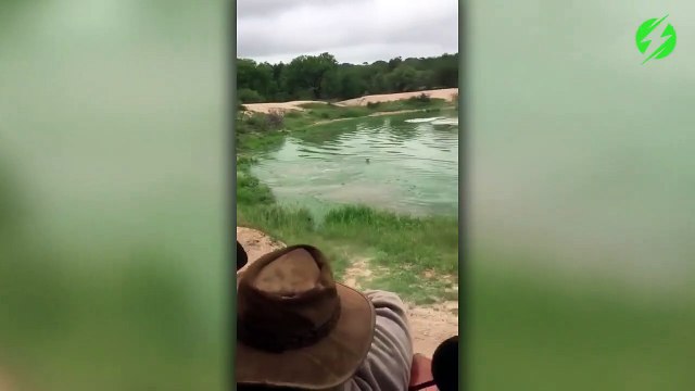 Un hippopotame tente de sauver une impala tombée dans la rivière